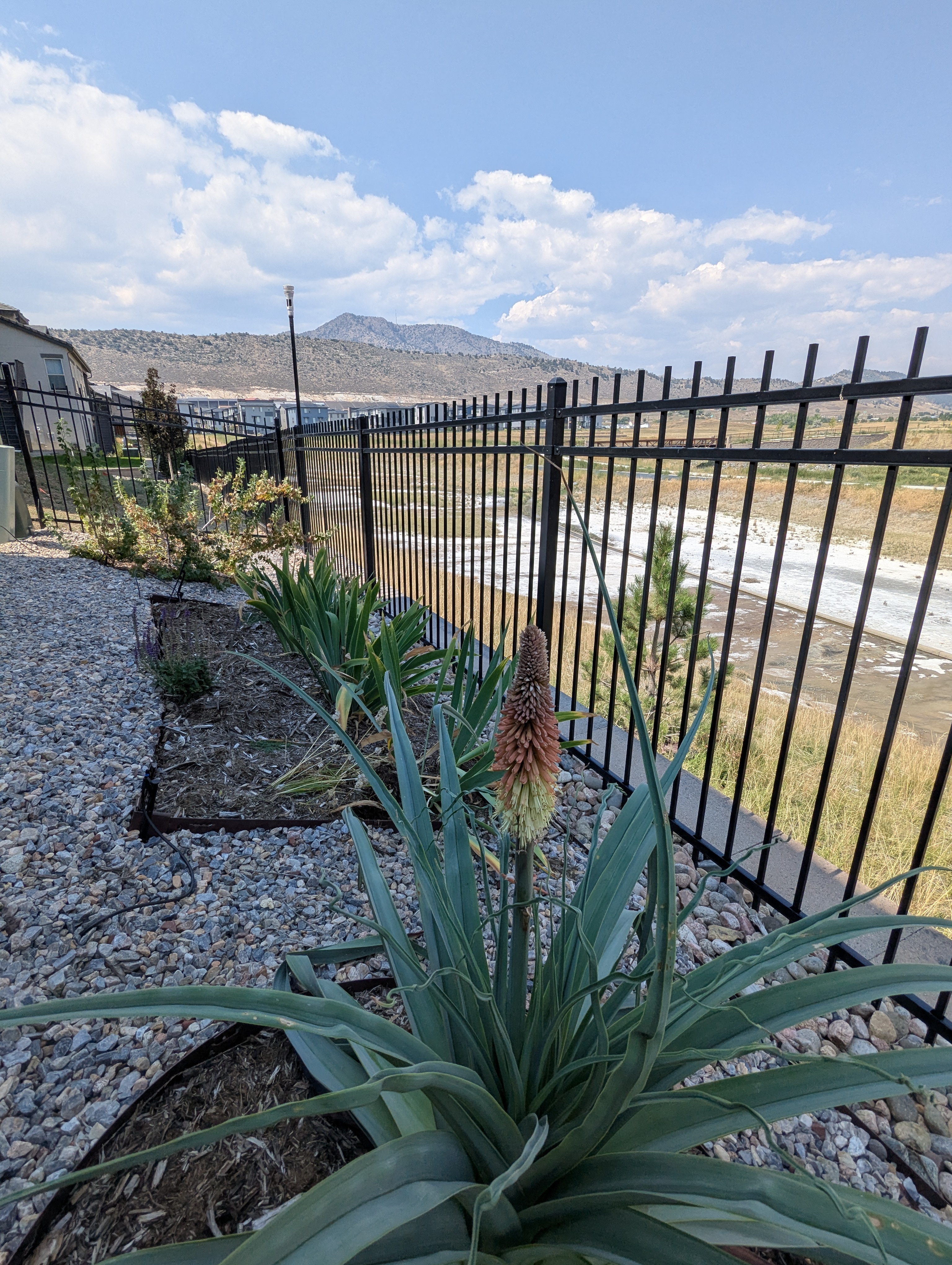 Garden, Torch Yucca, Morrison, Colorado